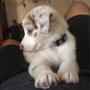 Meet your Posher, Joe